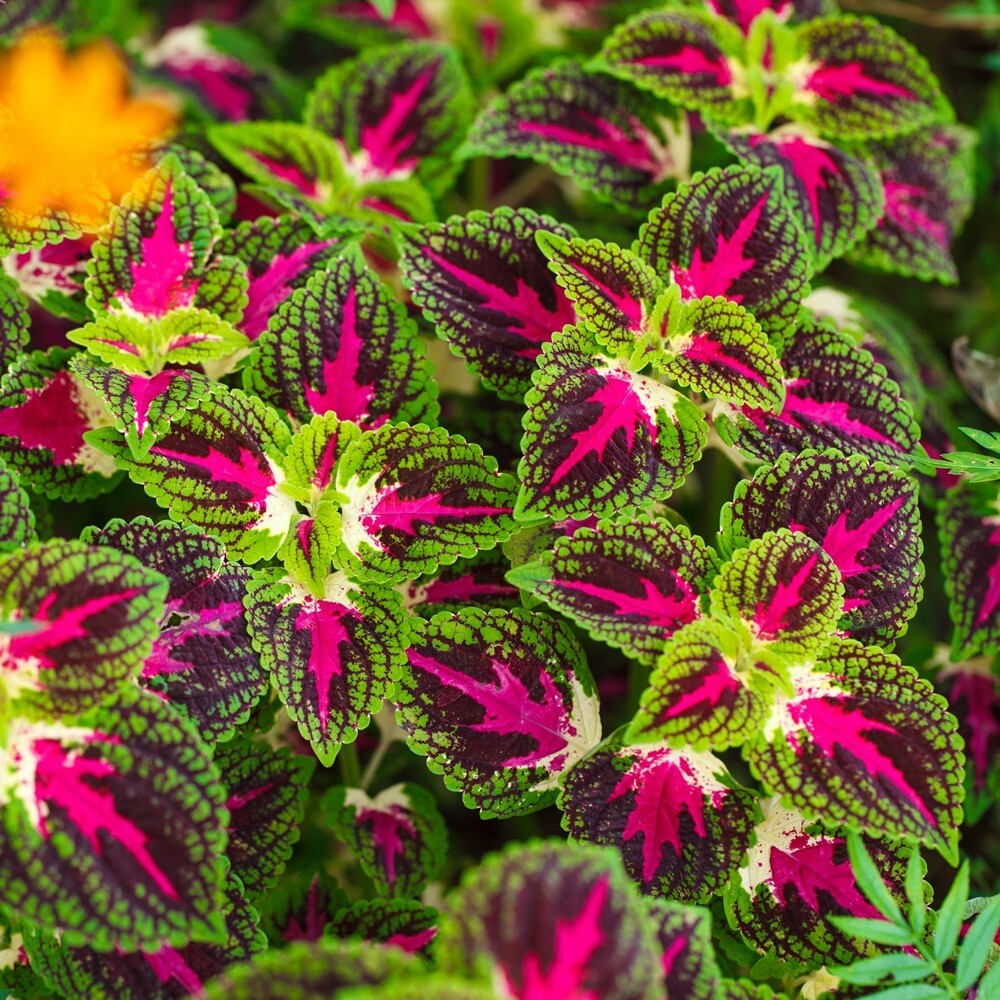 COLEUS Rainbow Mix 125 Seeds Shade, Garden, Container, Houseplant Free Shipping