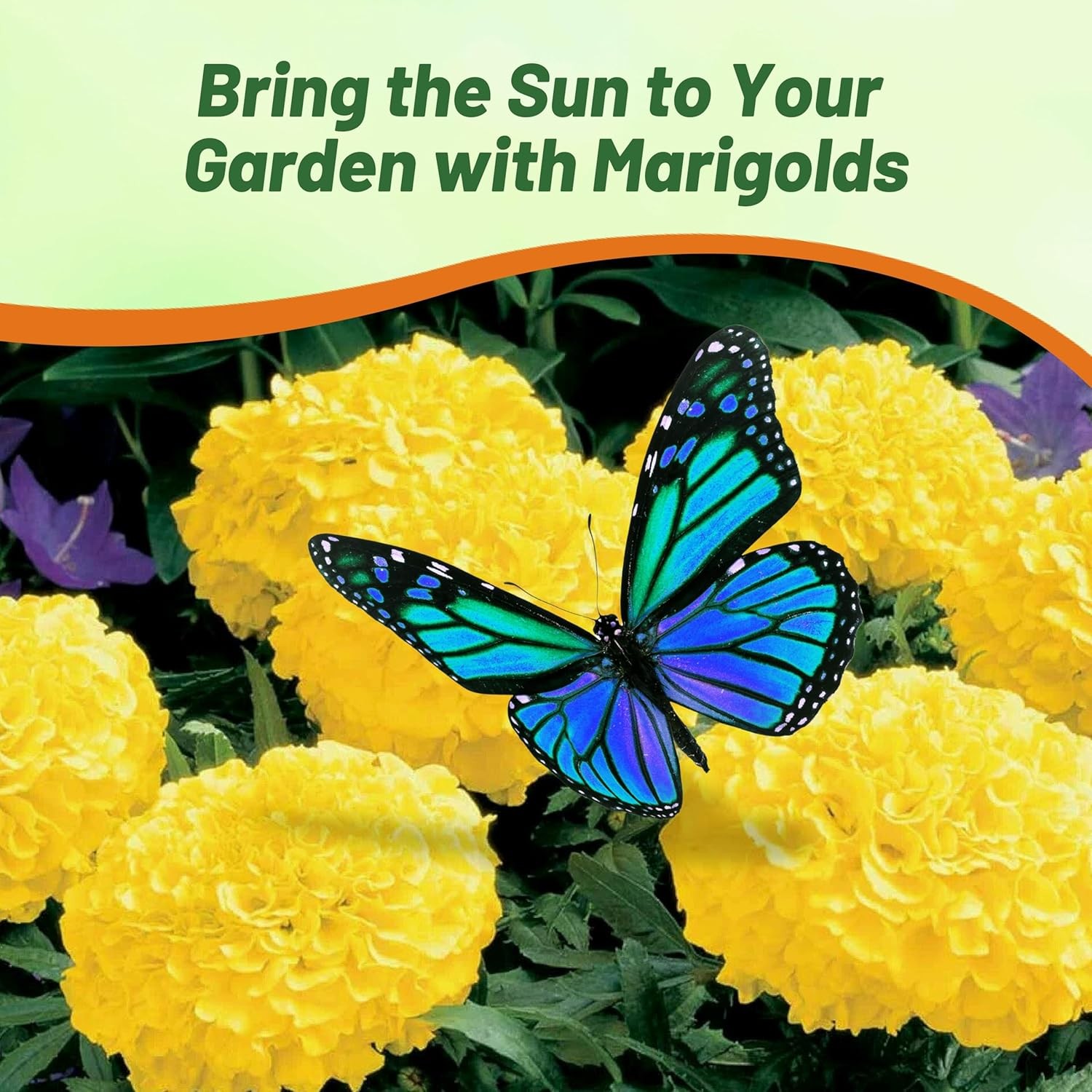 1000 Seeds Marigold Seed – Tagetes Erecta African Marigold Yellow Flower Seeds