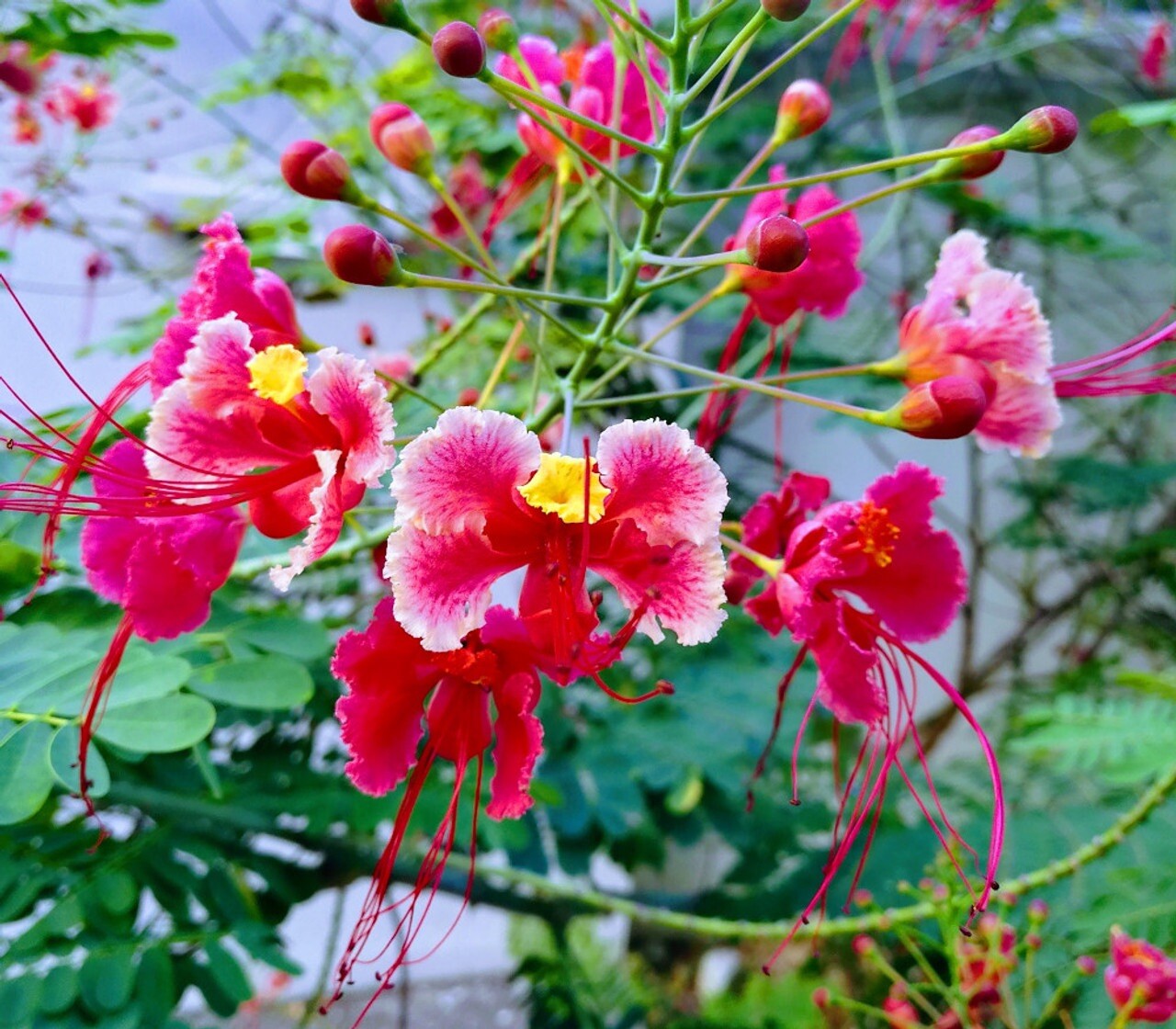 10 seeds Pink Caesalpinia Pulcherrima PRIDE OF BARBADOS MEXICAN BIRD OF PARADISE