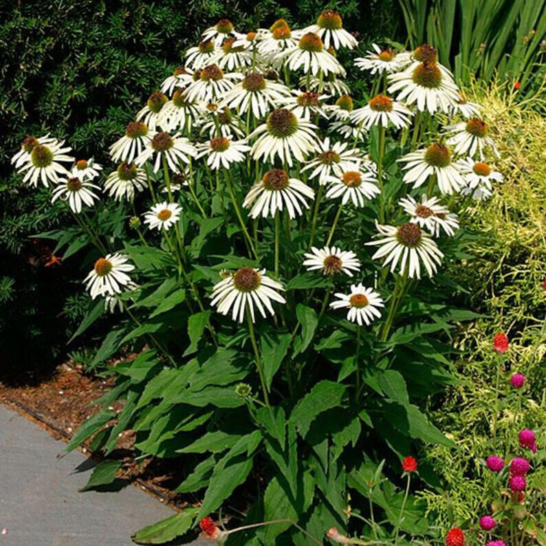 40 Seeds White Swan Coneflowers Echinacea Purpurea Alba~Beautifully Fragranced !
