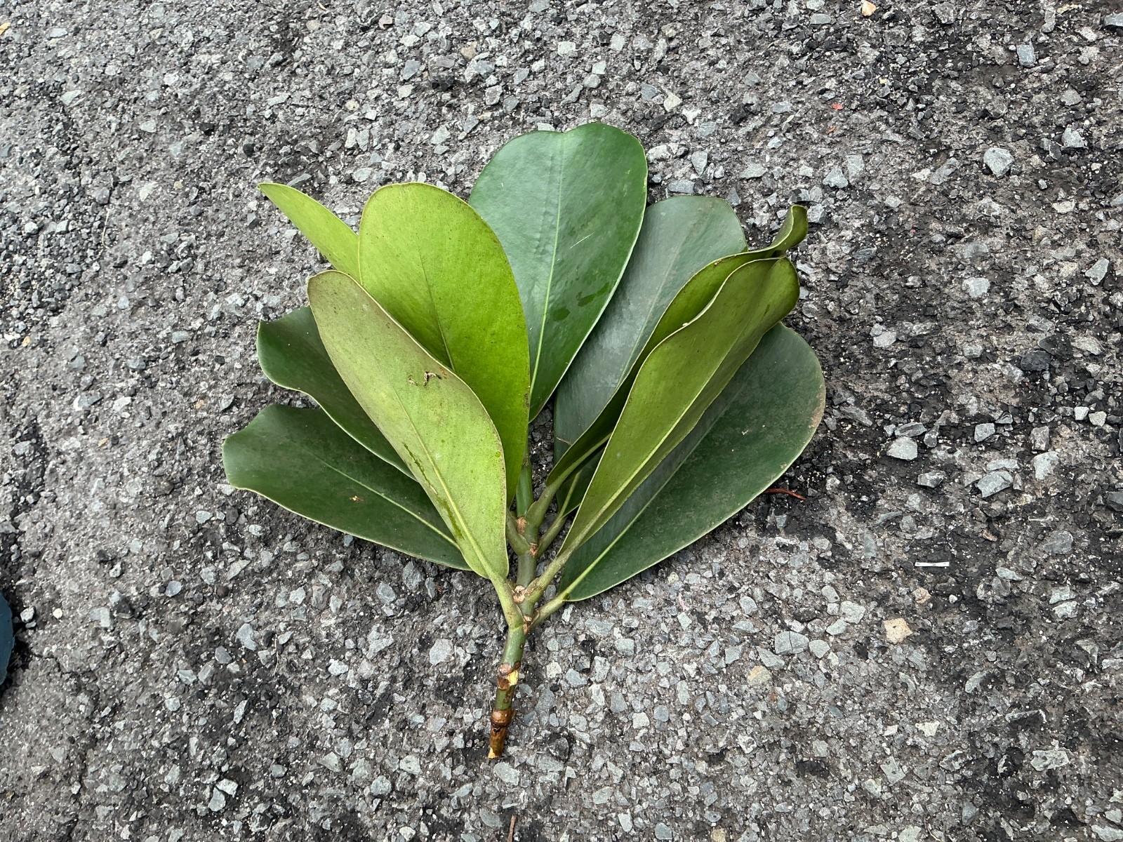 ***1 cutting***10- 12 inches***CLUSIA ROSEA***autogragh tree***