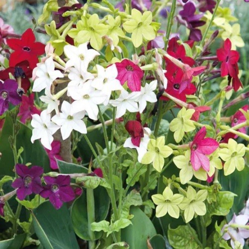 Jasmine Tobacco Seeds Sensation Mix (Nicotiana alata) Heirloom Fragrant Flowers