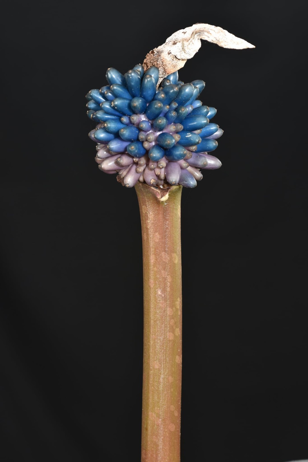 Amorphophallus tuberculatus (seed) Aroid Corpse Flower Rare Houseplant Collector