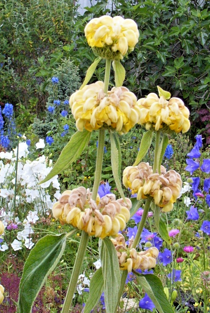 bright yellow phlomis 50 seeds Jerusalem sage, phlomis russeliana