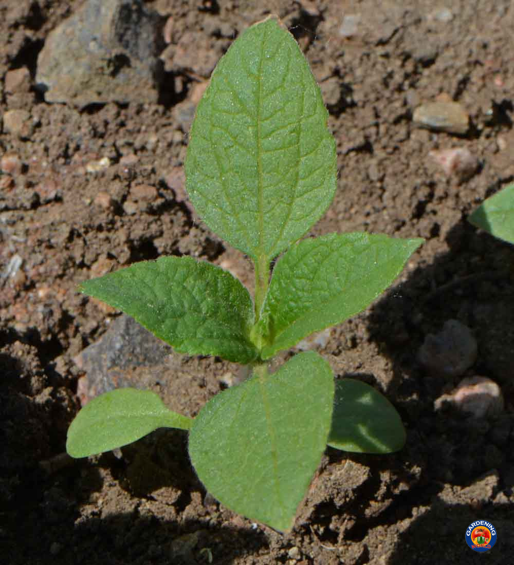 250 Mexican Sunflower Tithonia Rotundifolia Flower Seeds