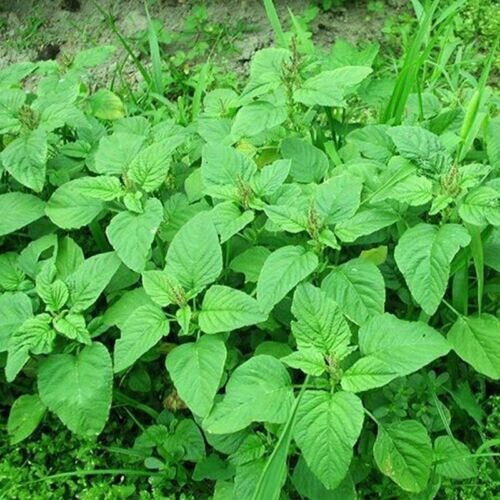 GREEN SPINACH, AMARANTH SEEDS, RAU DỀN XANH, 绿菠菜 | 85% GERMINATION |