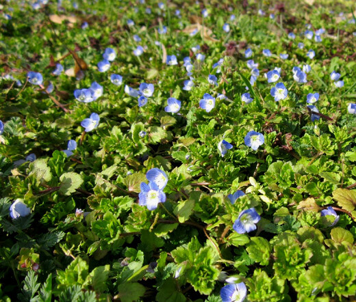SPEEDWELL CREEPING BLUE Veronica Repens – 100 Seeds