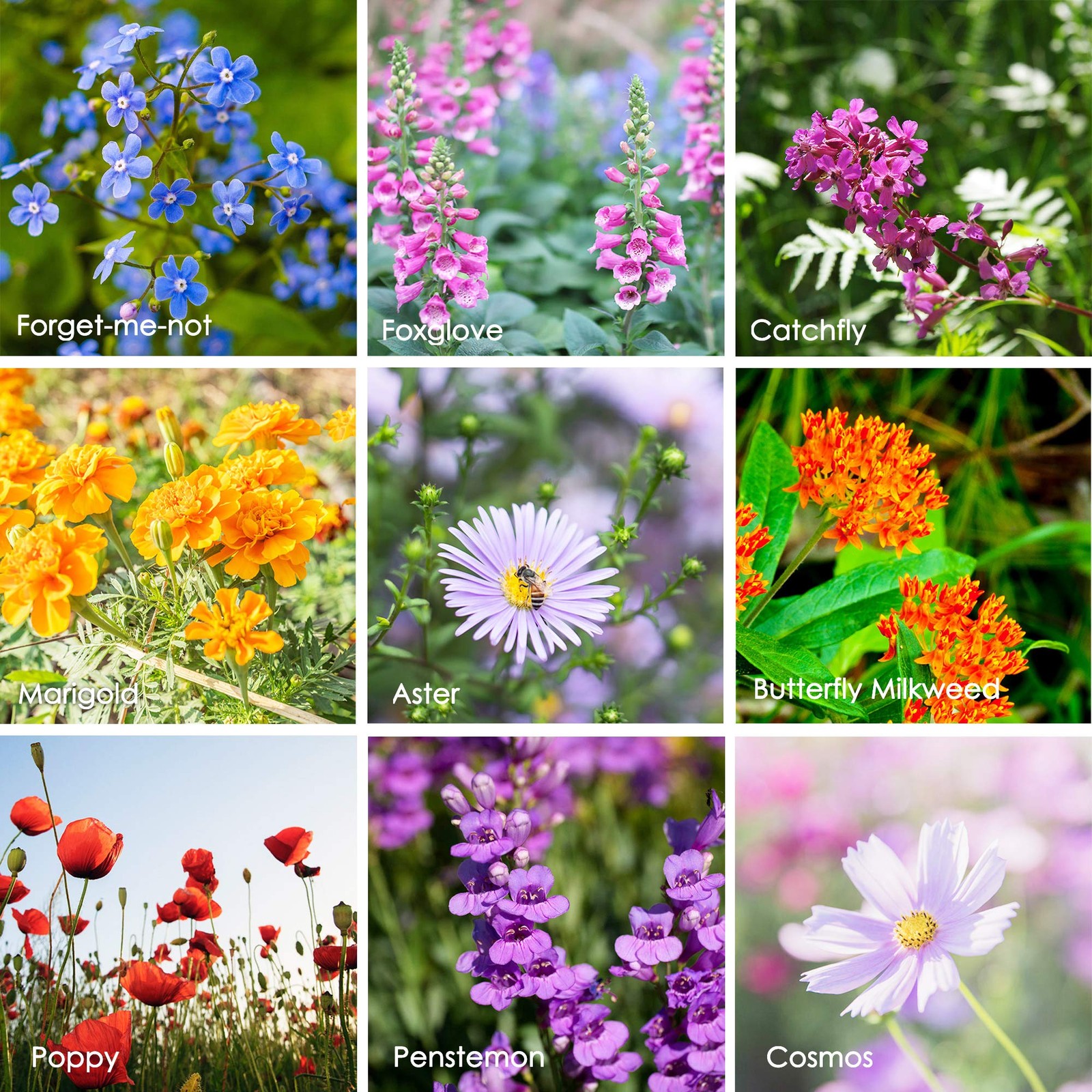 Wildflower Seeds Bulk, 2 Oz. 80,000+ – Butterfly & Tri-colour