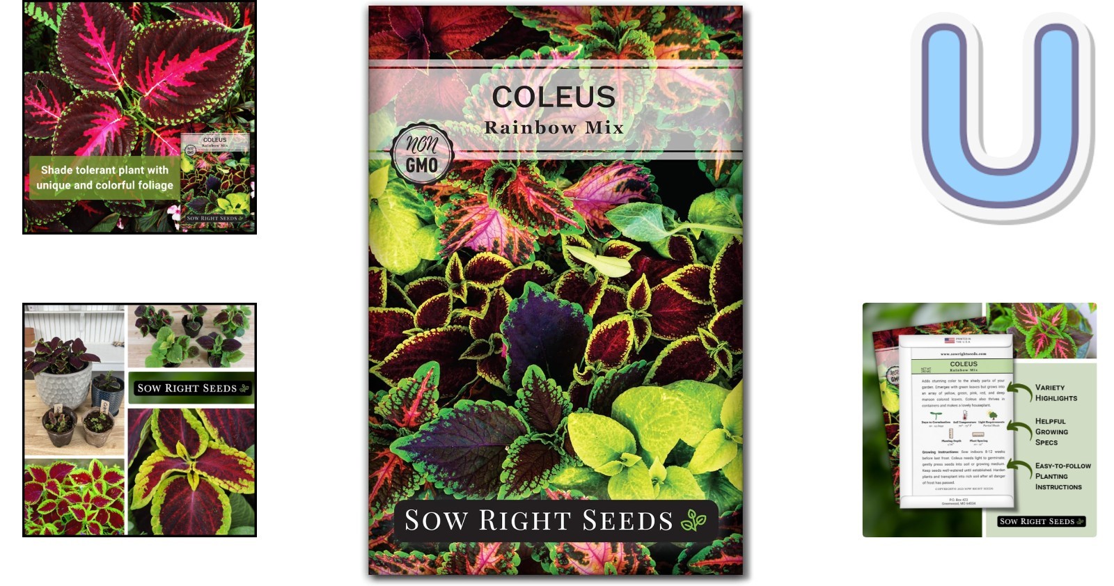 Heirloom Rainbow Coleus Seeds – Colorful Foliage for Indoor/Outdoor Spaces