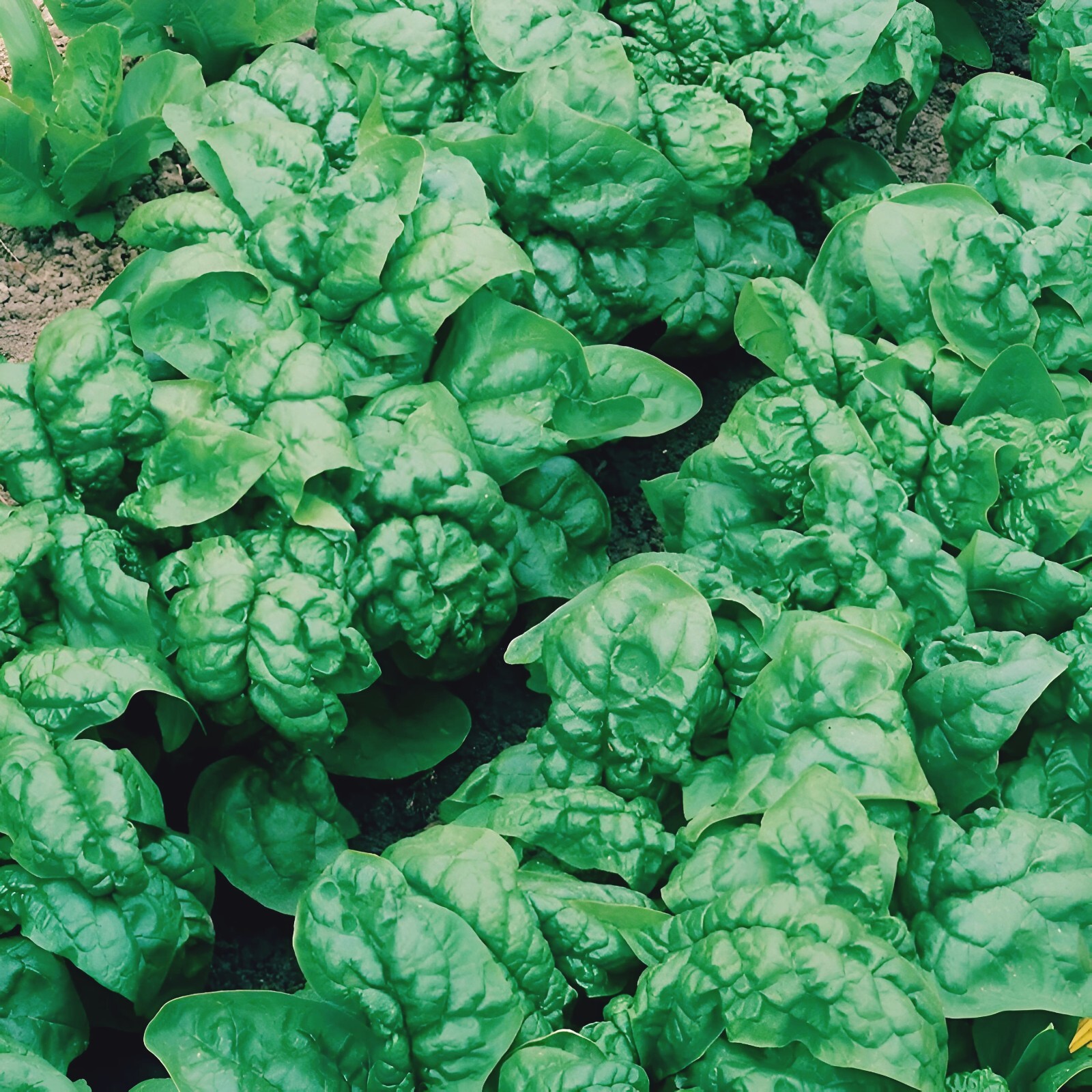 100 Noble Giant Spinach Seeds | NON-GMO| Noble spinach seeds|