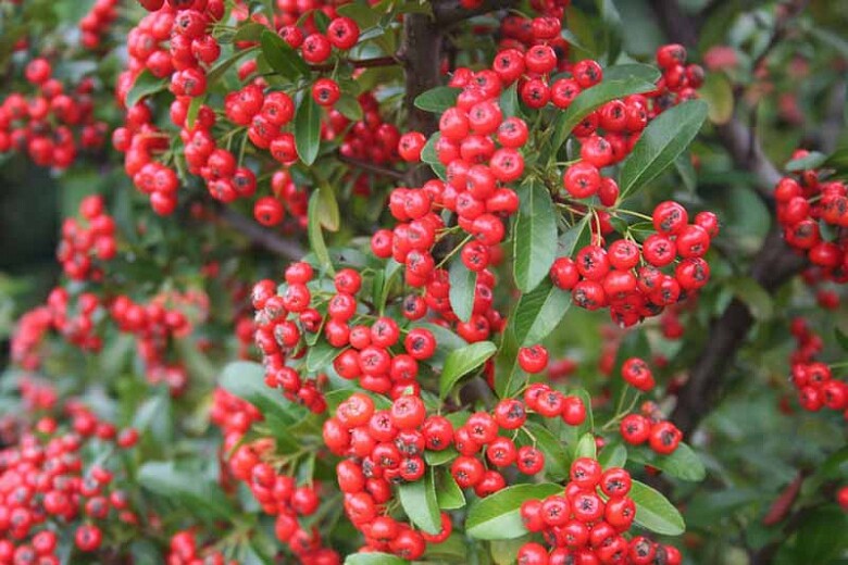 Victory Pyracantha (Firethorn), Climbing Bush (30+ Seeds) (010)