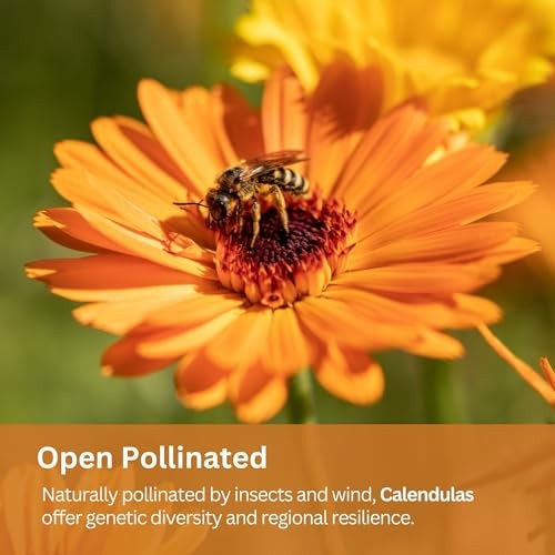 Calendula Seeds Pacific Beauty Mix – 3,000+ Seeds – 1 oz Bulk Extra Large