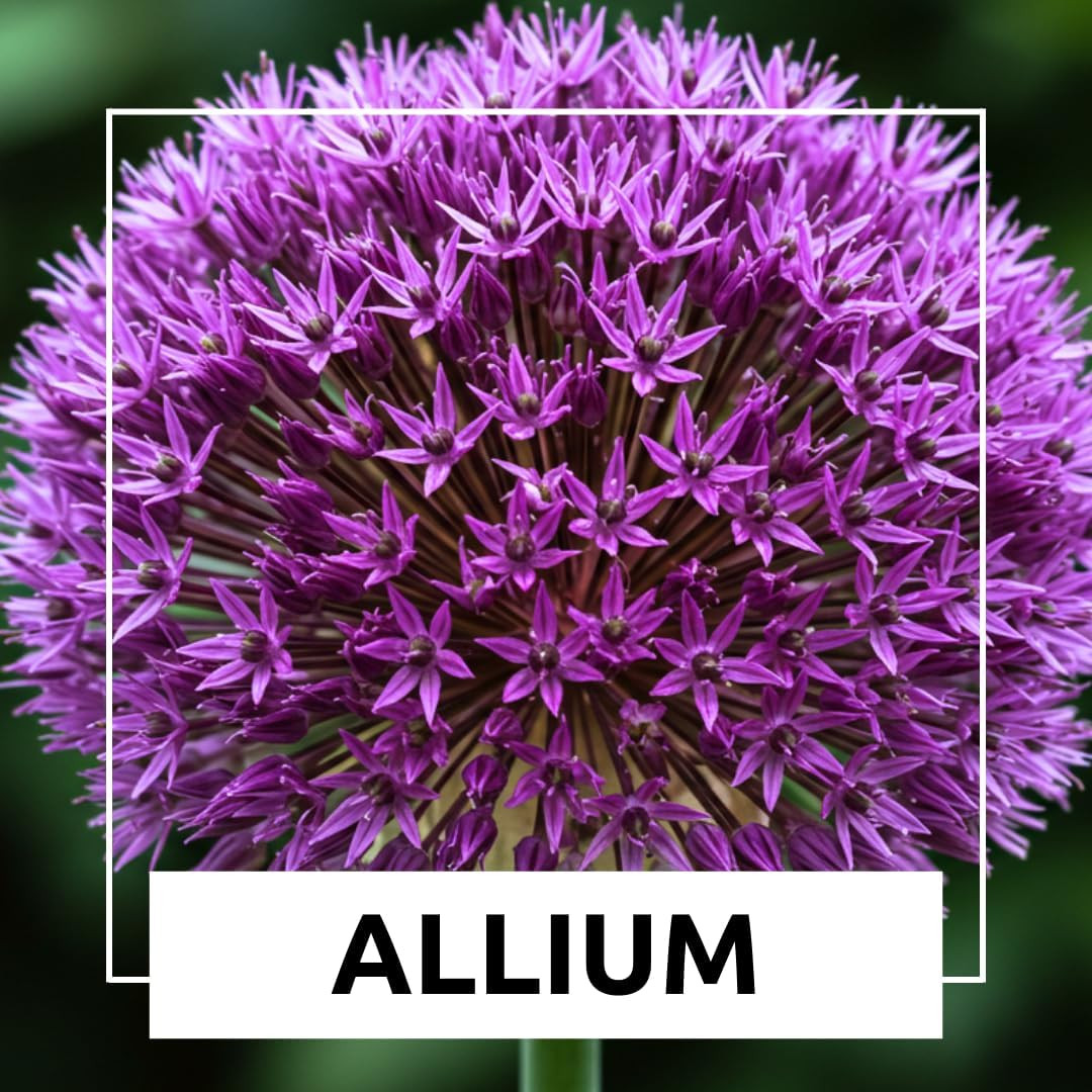 5 Dark Purple Allium Bulbs – Blooming Onion, Perennial Garden Flower – Fall B…