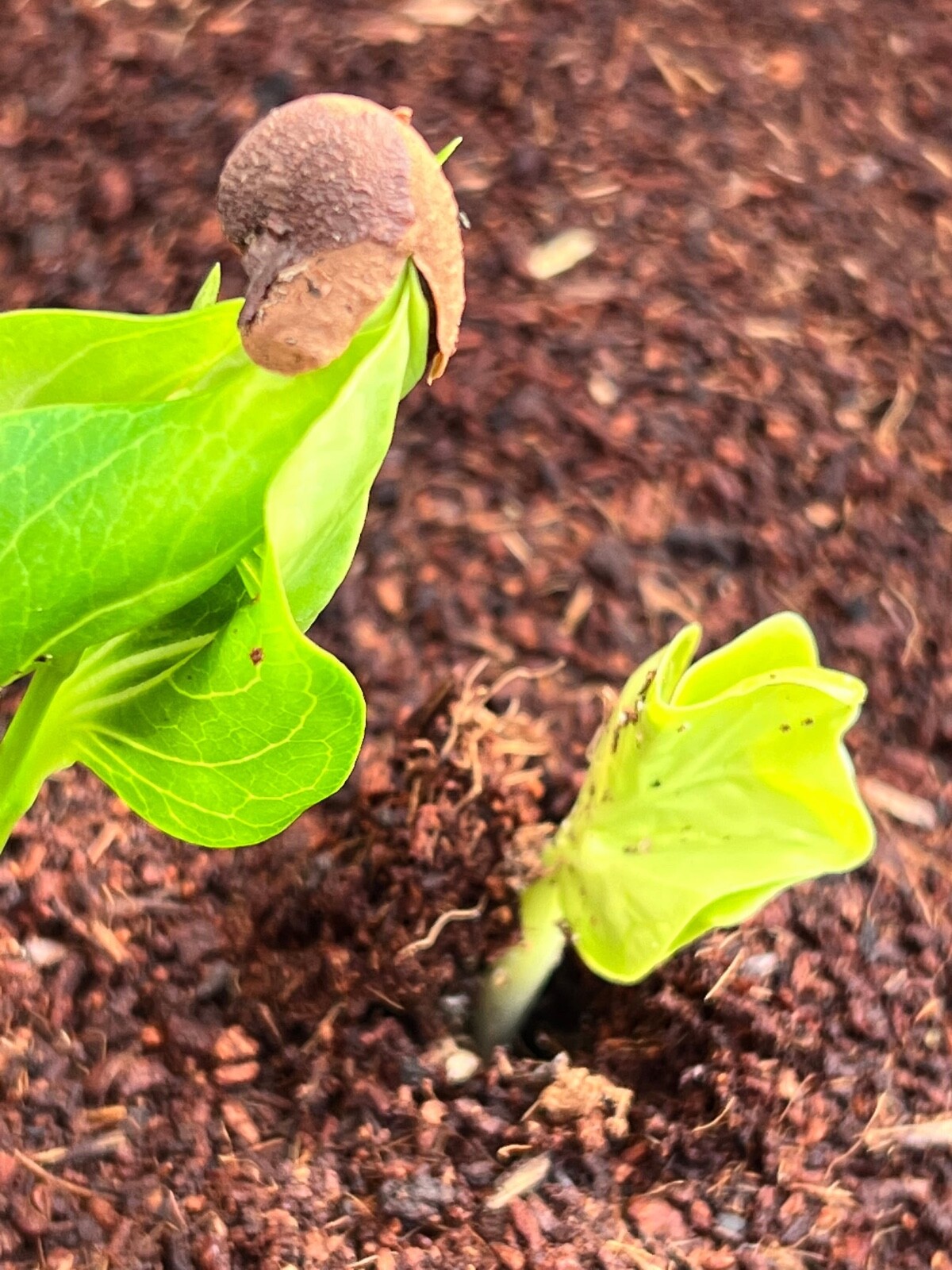 African Baobab Seeds (Adansonia Digitata)
