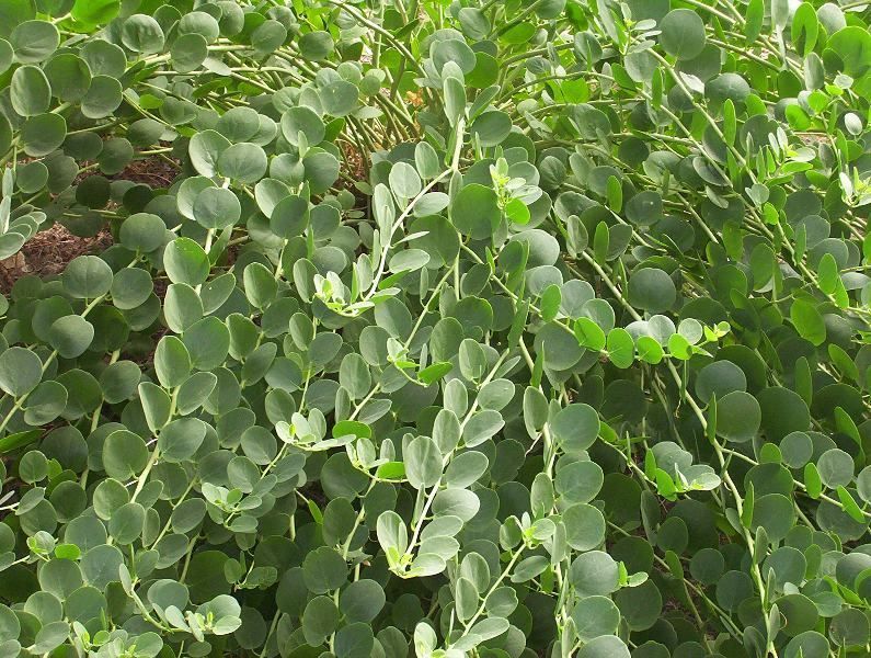 Caper Bush, Capparis spinosa, Seeds (Edible, Showy, Fragrant)