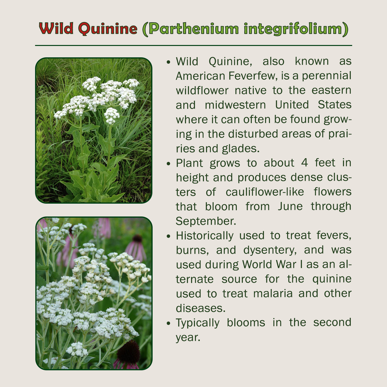 50 Wild Quinine Seeds, Parthenium integrifolium, Wildflower & Medicinal Herb