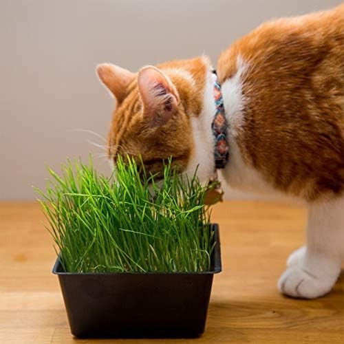 Organic Cat Grass Seeds – Non-GMO Wheatgrass, 12 oz Pet-Friendly Treat