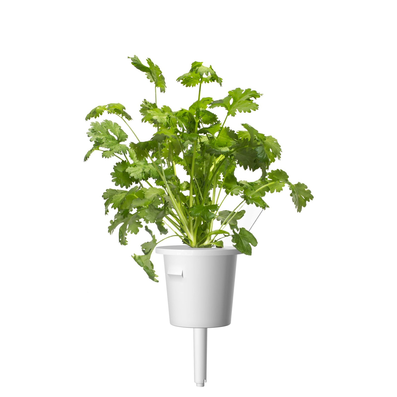 Cilantro Coriander Plant Pods for Smart Garden – 3-Pack Set