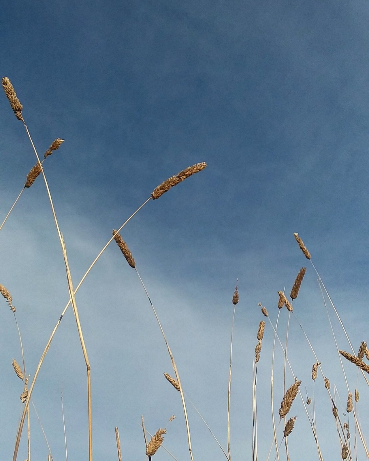 100 Phalaris aquatica seeds