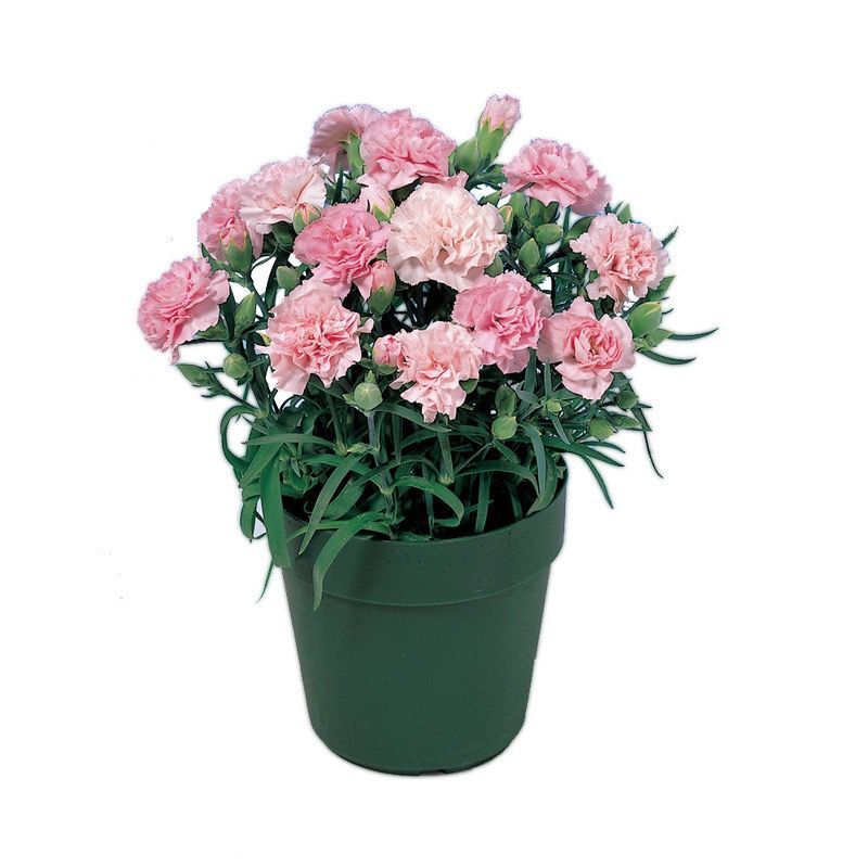 25pc CARNATION SEEDS Garden Plant Flower rare exotic USA seller FREE shipping