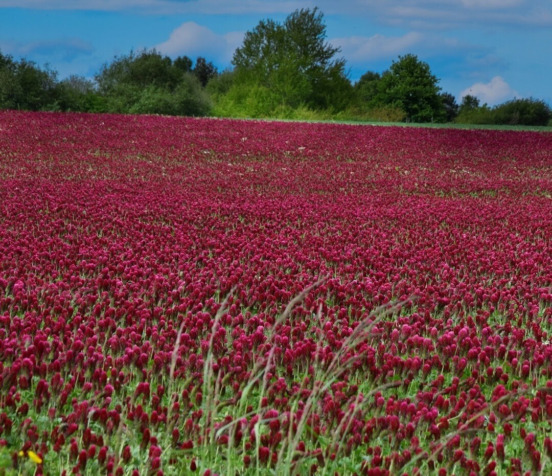  1/2 Pound CRIMSON RED CLOVER Flowers adds Nitrogen Pollinators Non-GMO BEES 