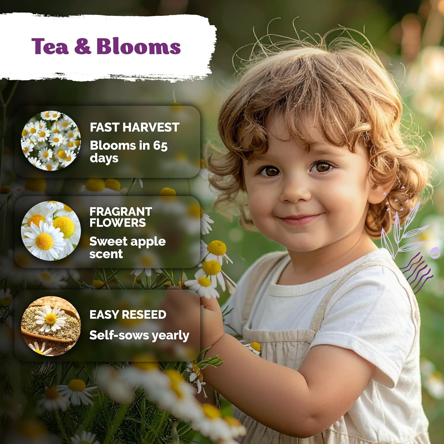 Aromatic German Chamomile Seeds – 2,500 Heirloom Seeds for Tea and Skin Remedies