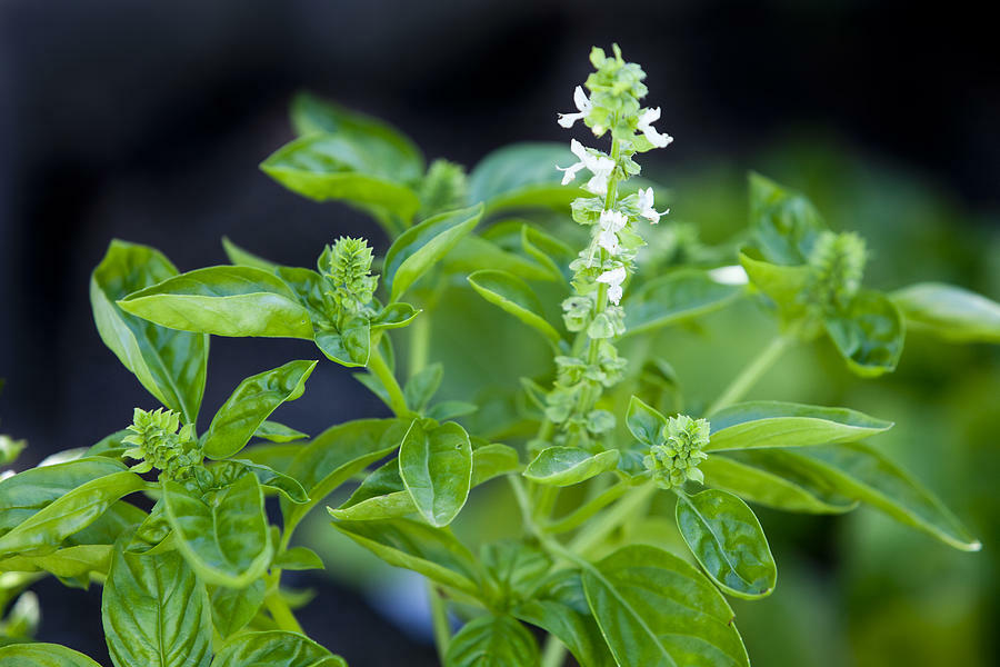 Clove Scented Basil Seeds, NON-GMO, Tree Basil, Himalayan Basil, FREE SHIPPING
