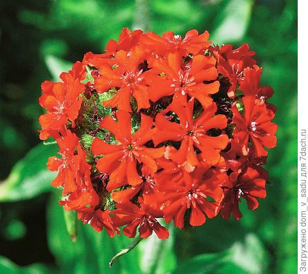100+ Seeds Lychnis Chalcedonica Maltese Cross Scarlet Lightning Red Perennial