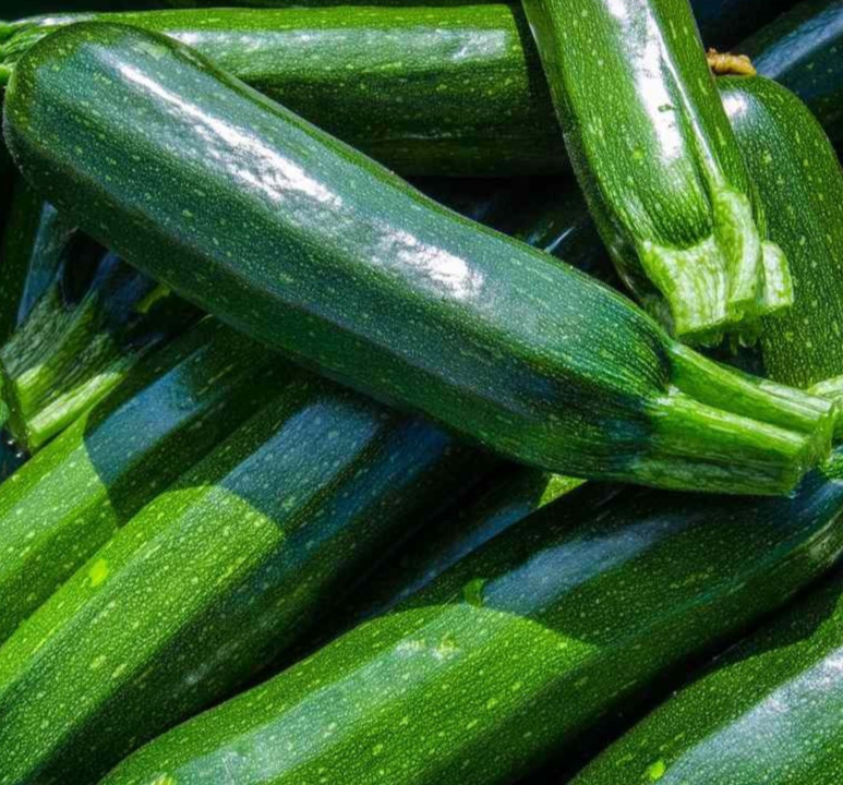 DARK GREEN ZUCCHINI SEEDS 30+ SQUASH Vegetable GARDEN Cucurbita pepo FREE SHIP