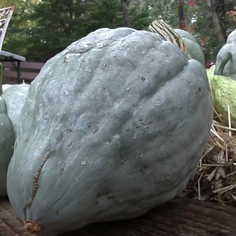 10 GIANT BLUE HUBBARD SWEET SQUASH SEEDS – RARE – Heirloom – NON GMO — FRESH