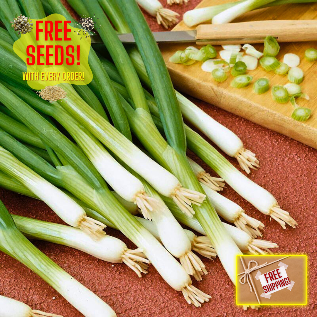 Fresh White Bunching Onion | Asian Green Onion | Heirloom Non-GMO | Vegetables