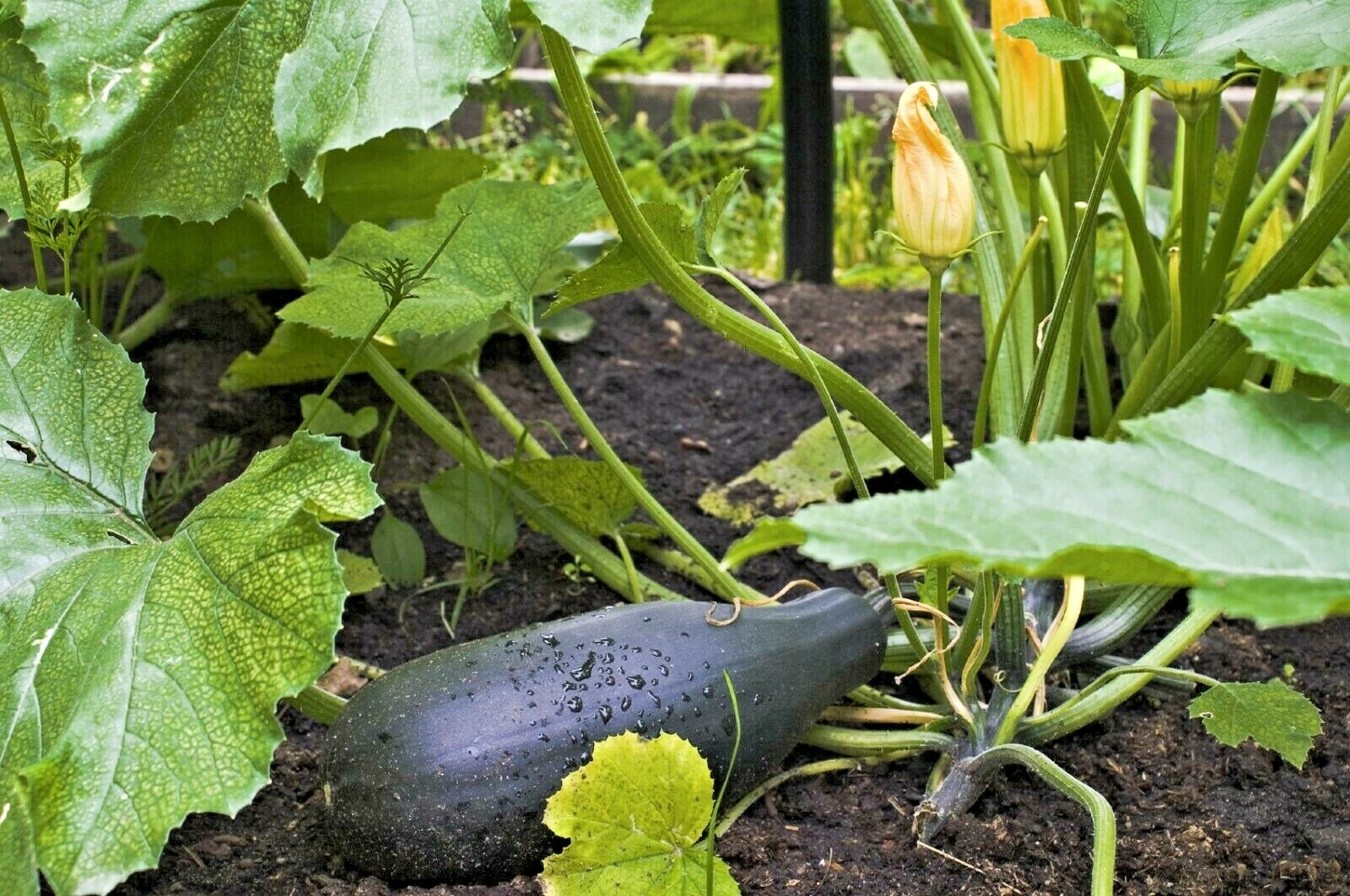 31+ Zucchini SUMMER SQUASH Seeds Black Beauty Organic Heirloom Garden Container