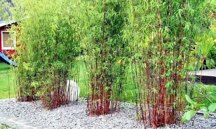 10 STUNNING RED DRAGON BAMBOO SEEDS – Landscape Garden Cover