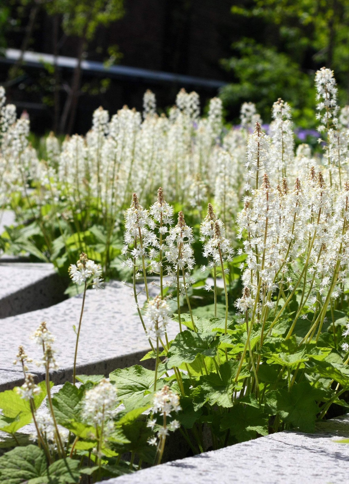 20 SUGAR SCOOP FOAMFLOWER White Tiarella Trifoliata Laceflower Flower Seeds