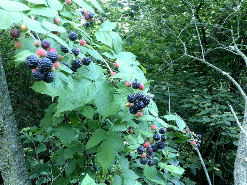 100+ WILD BLACK RASPBERRY SEEDS (Rubus occidentalis) 2023 seed