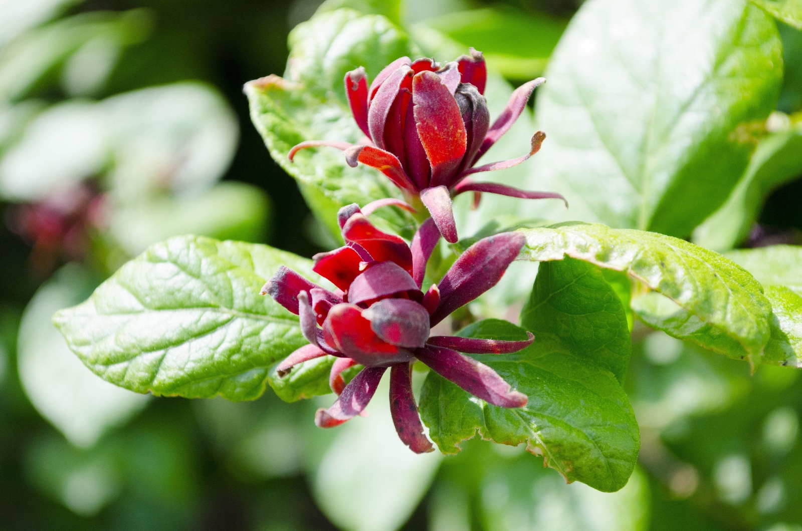 10 SWEETSHRUB Carolina Allspice Fragrant Calycanthus Floridus Shrub Flower Seeds