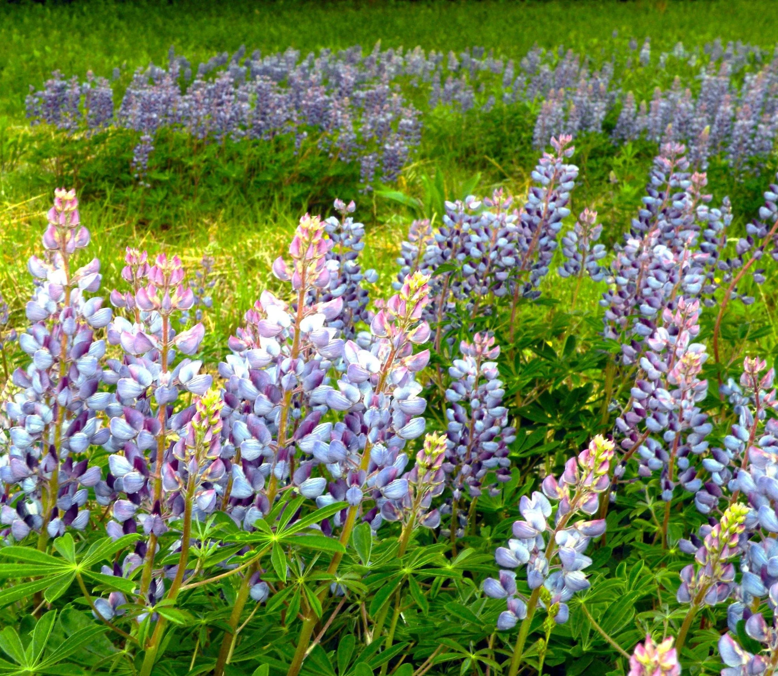 Blue Bonnet Perennial Lupine Seeds | Sundial Lupin Bluebonnet Flower Seed 2025