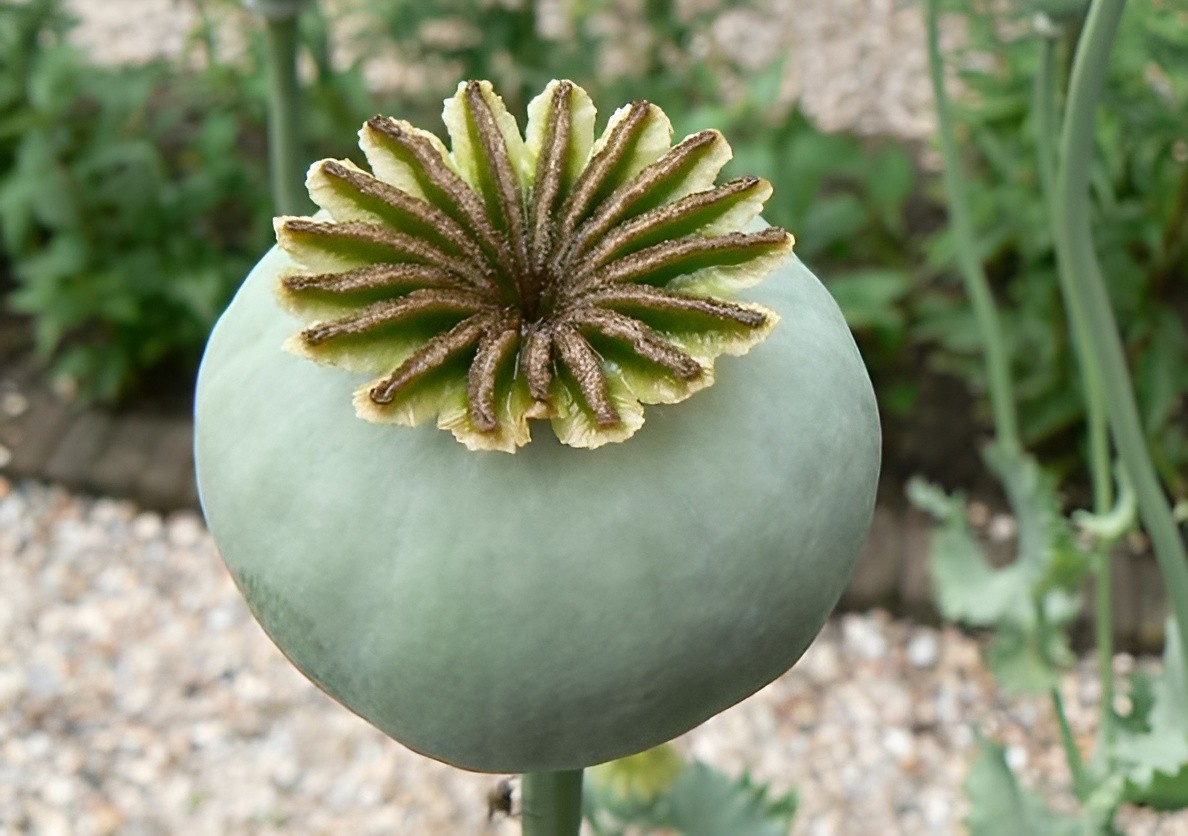 100,000 Danish Flag Poppy Seeds 1.3 Ounces – P. Somniferum -Bulk Size