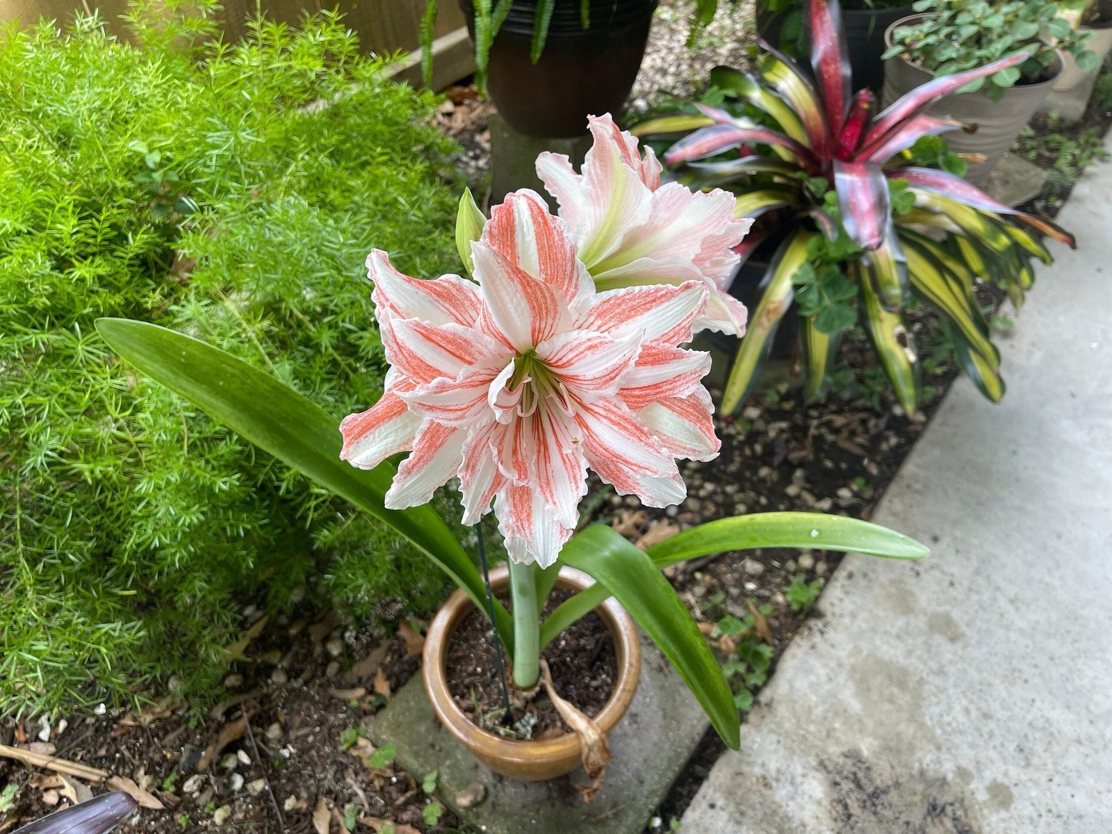 Jumbo Amaryllis DANCING QUEEN 34/36 centimeters – US Seller