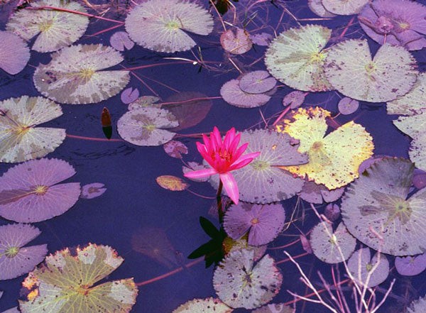 Nymphaea rubra | Red Cup | Red Flare | 10 Seeds