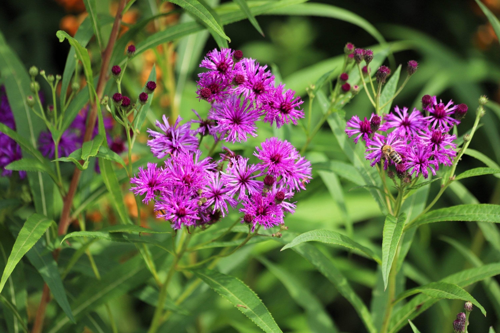 250 PURPLE IRONWEED Vernonia Fasciculata Flower Seeds