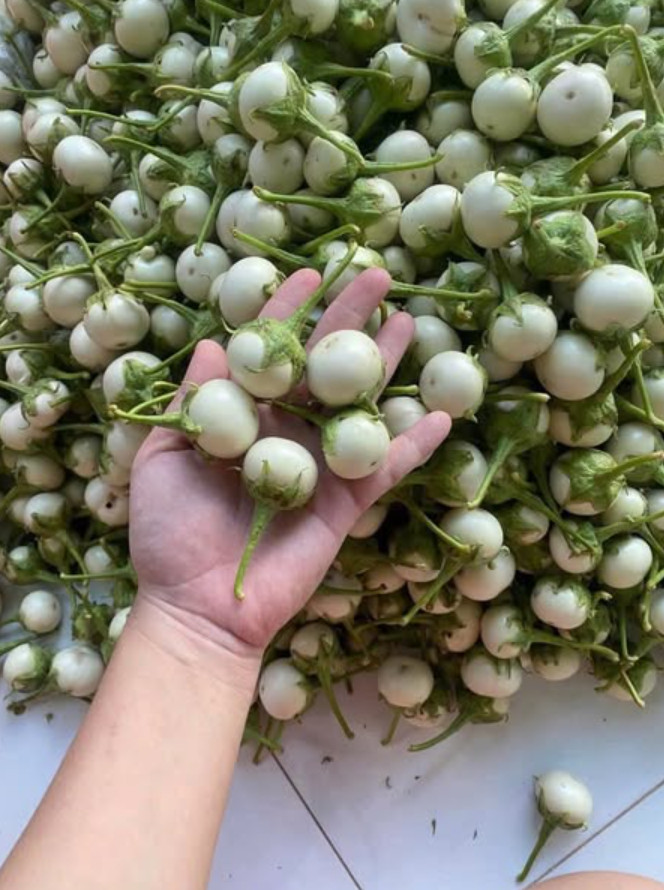 White Mini Round Eggplant Seeds – 0.5g per Pack – Vegetable – Cà Pháo Trắng