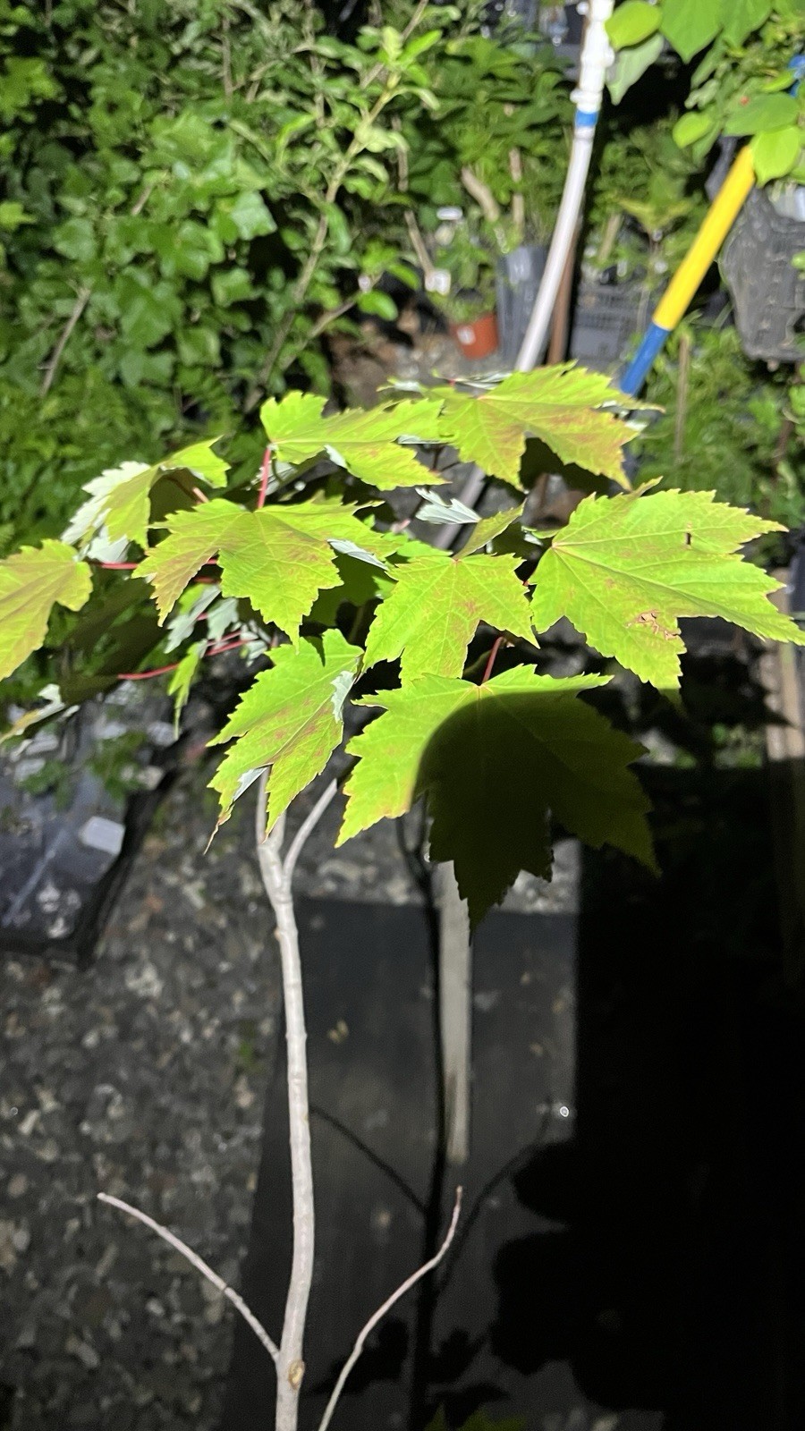 Exact plant 3-4 years old Silver Maple Acer saccharinum (dasycarpum)
