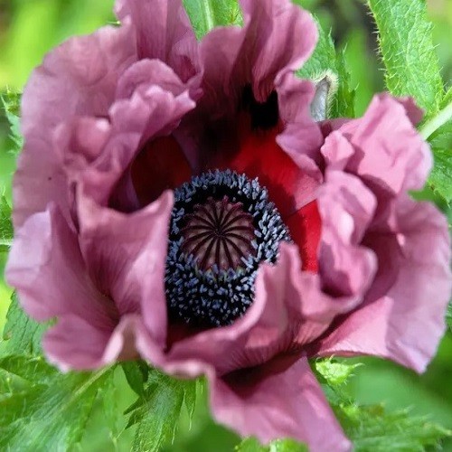 Mixed Colors Oriental Poppy Seeds For Planting Stratified Perennial Fresh Seeds