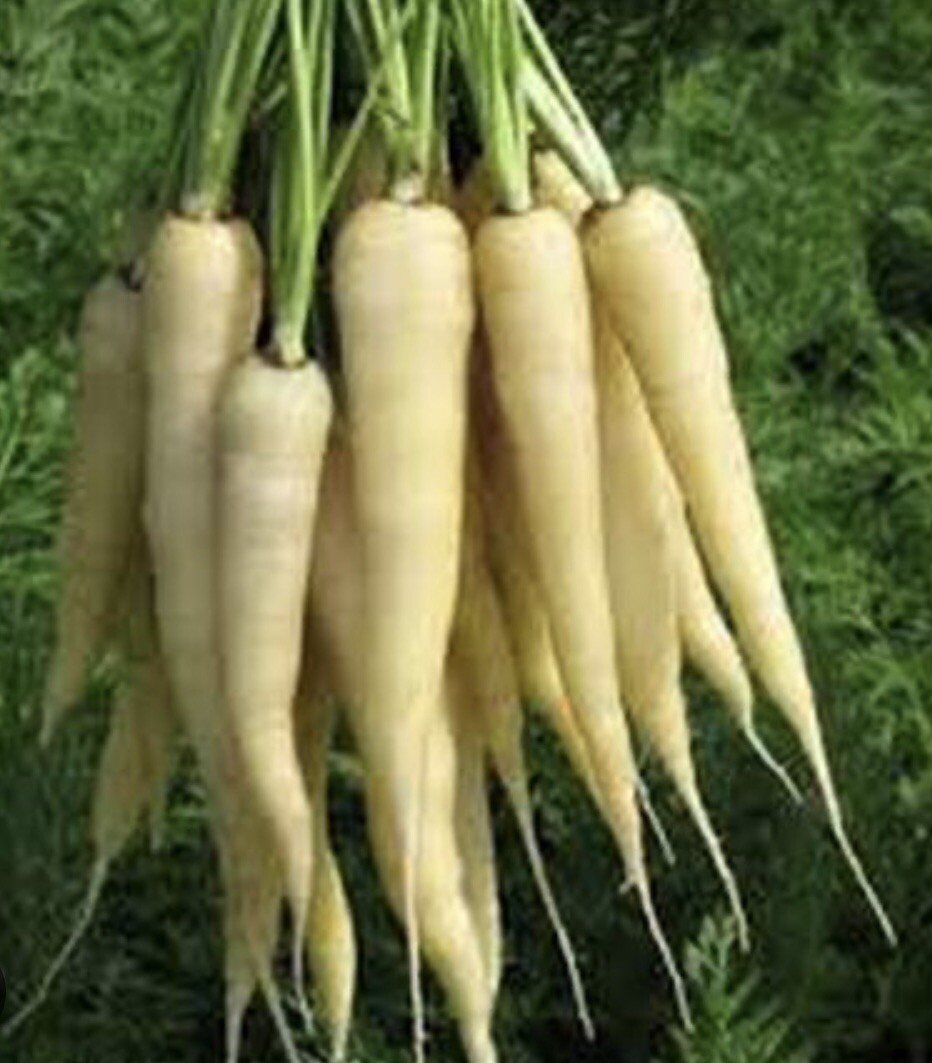350+ Lunar White Carrot Seeds Non-GMO