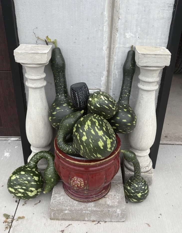Speckled Swan Gourd 25+ Seeds Bottle Goose Birdhouse, Local Farm FREE SHIPPING