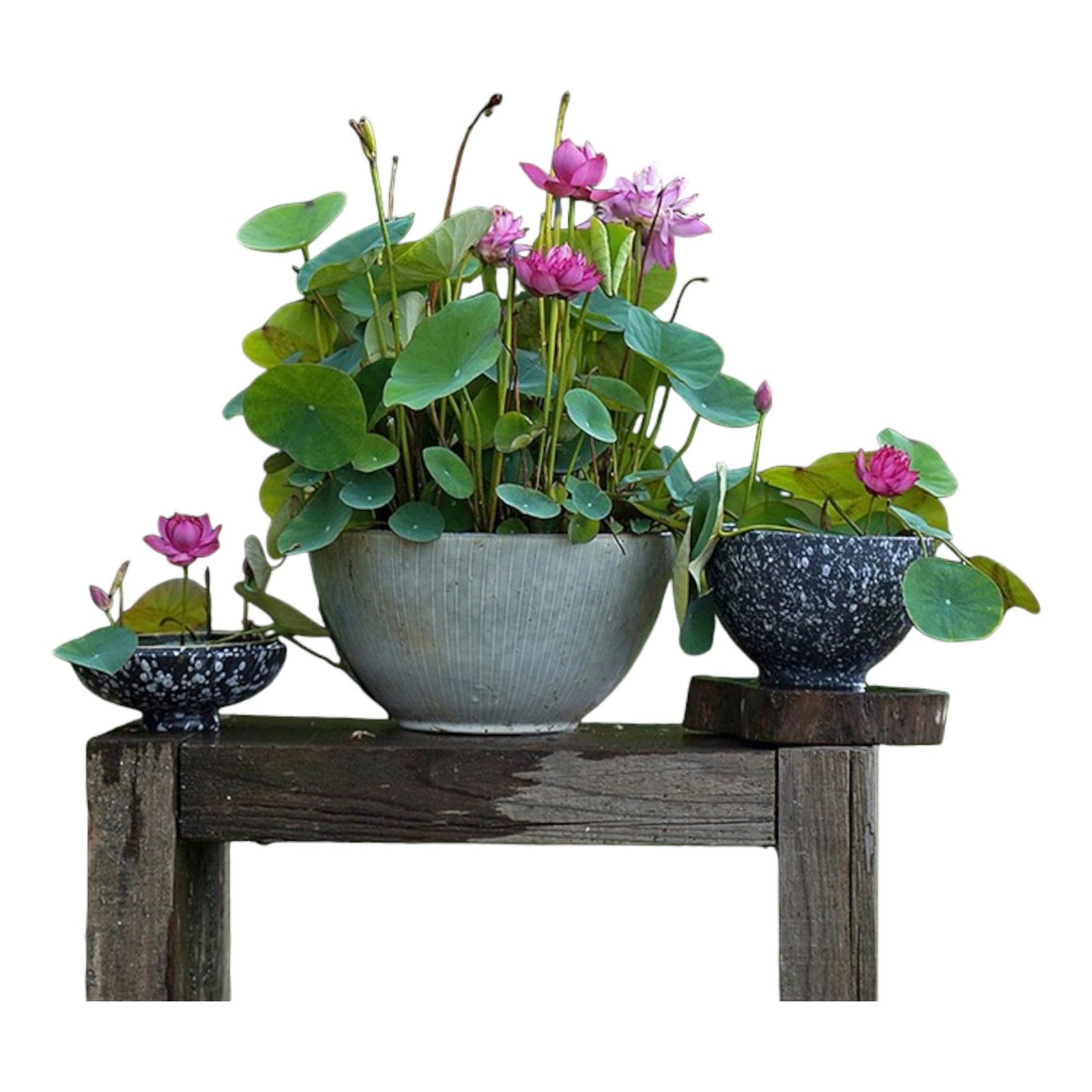 12pcs Mixed Pink, Red & Green Color Bowl Lotus Seeds for Planting Beautiful W…