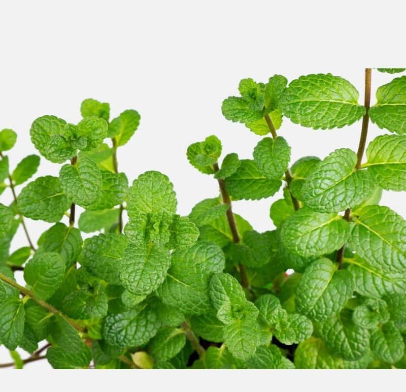 20+ Peppermint Seeds Mentha Mint Non-GMO Heirloom Perennial Herb