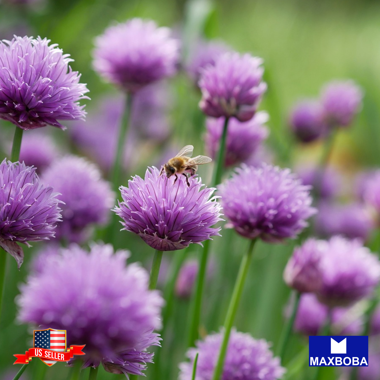 Chives Seeds Organic Non-GMO Heirloom Garden