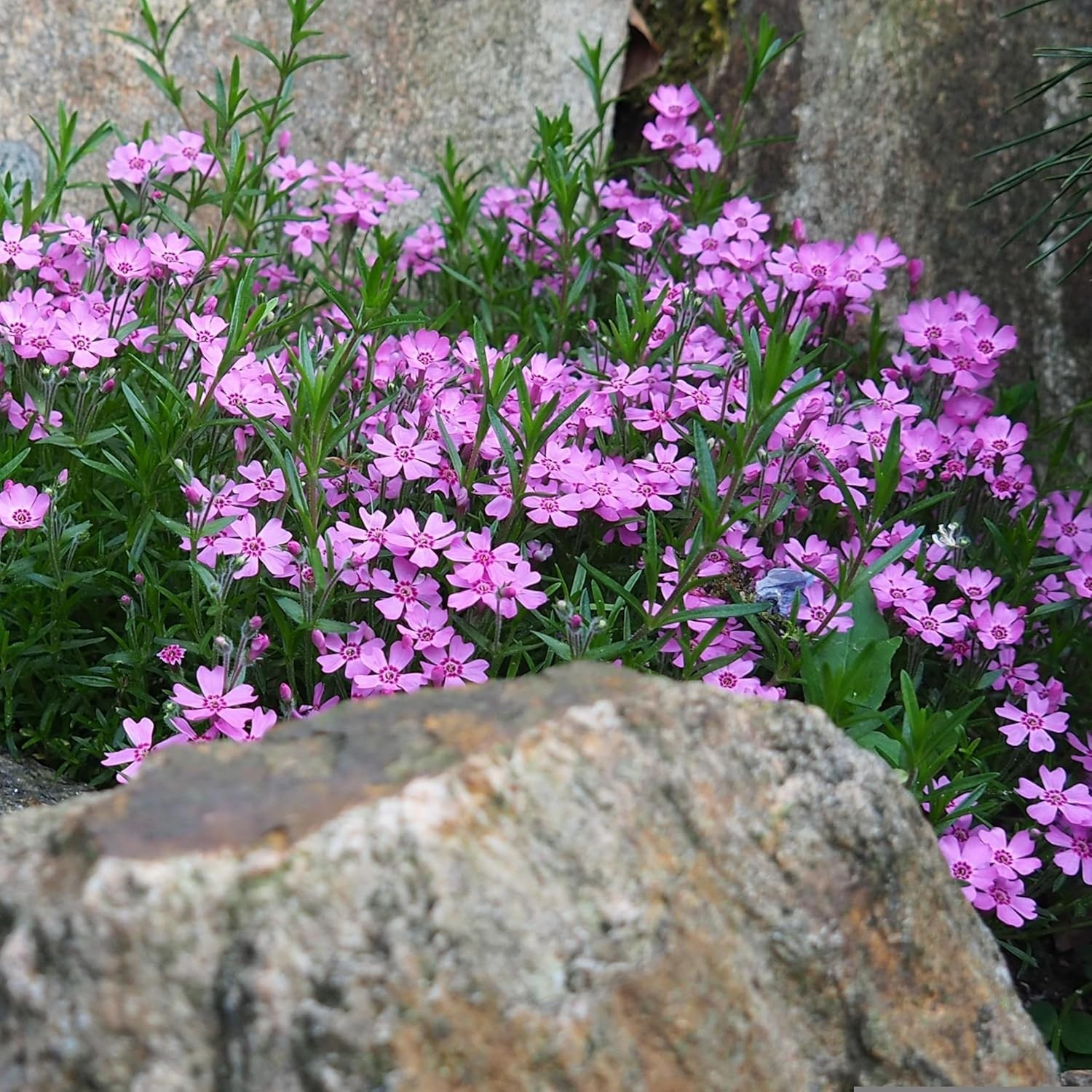 CarpetC 1000+ Creeping Phlox Seeds for Planting, Ground Cover Purple Flowers Sta
